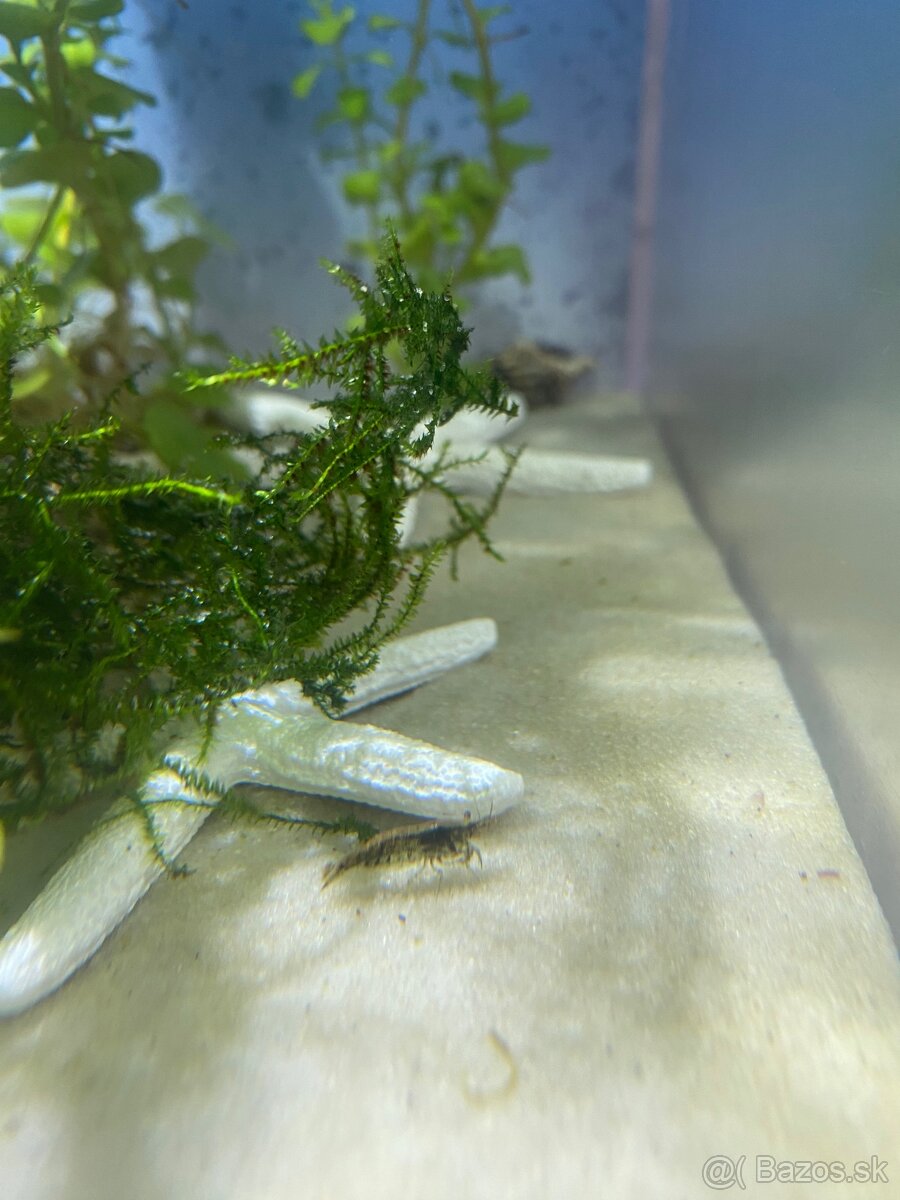 Pseudo-morské akvárium - 6