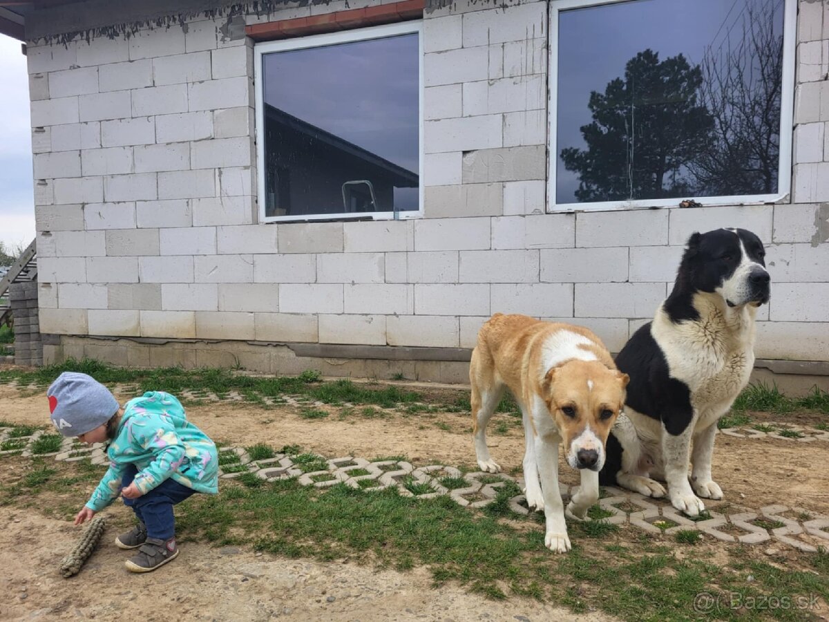 Stredoazijsky ovčiak SAO - 6