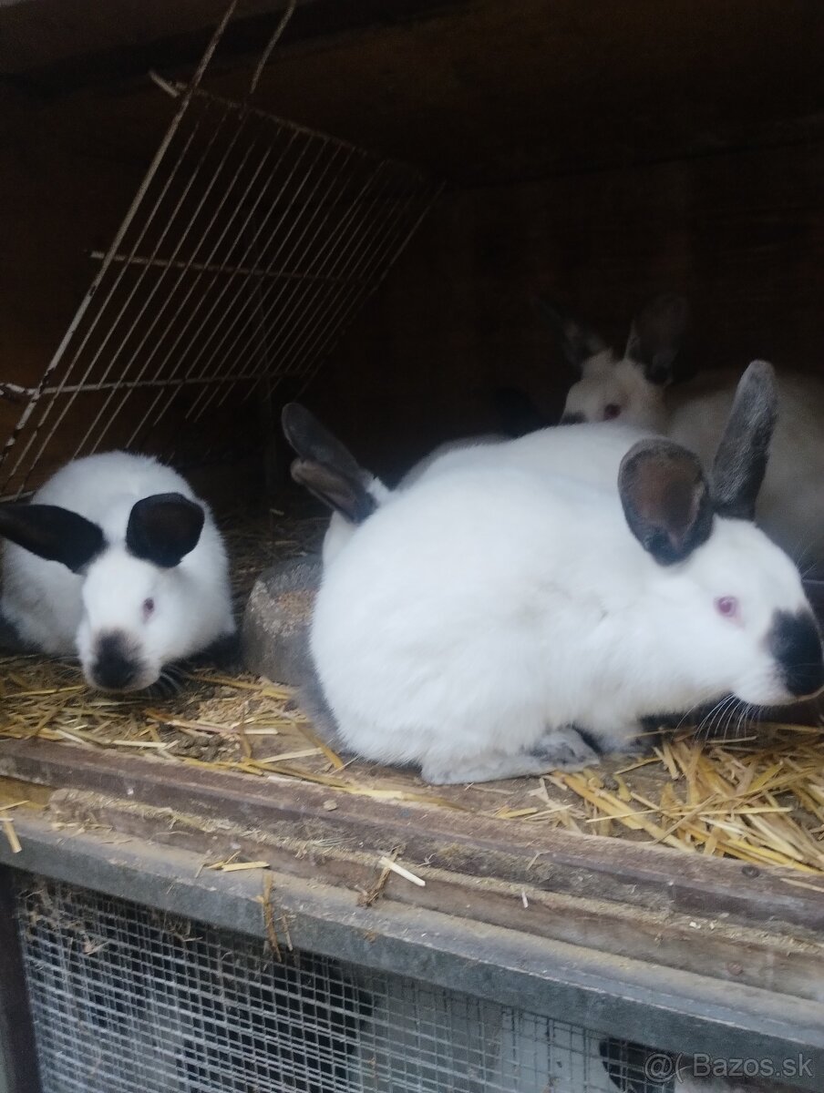 Kalifornsky kralik - 6