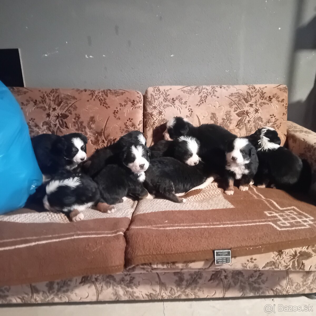 Bernsky salašnícky pes - 6