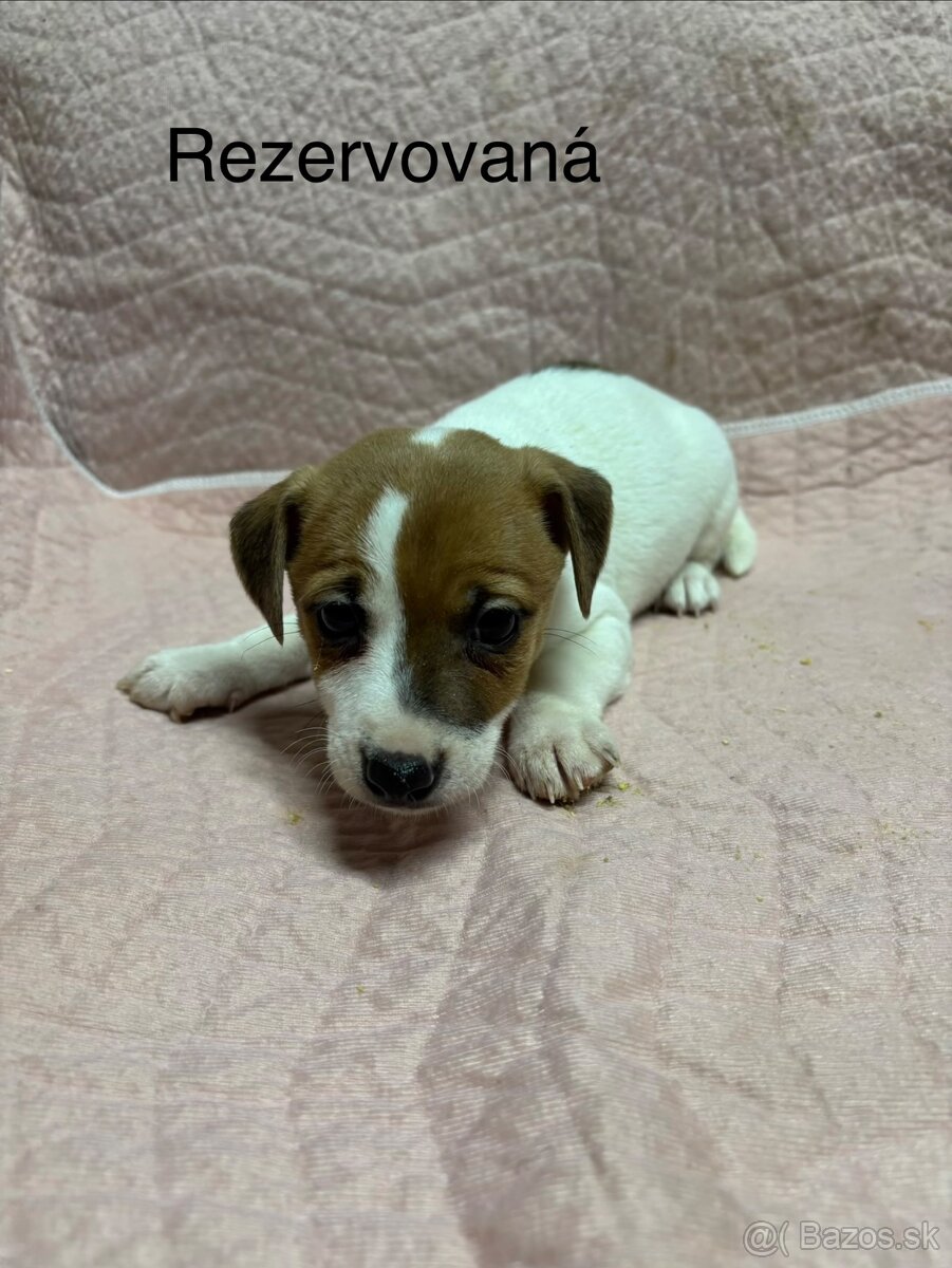 Jack russel terier - 6