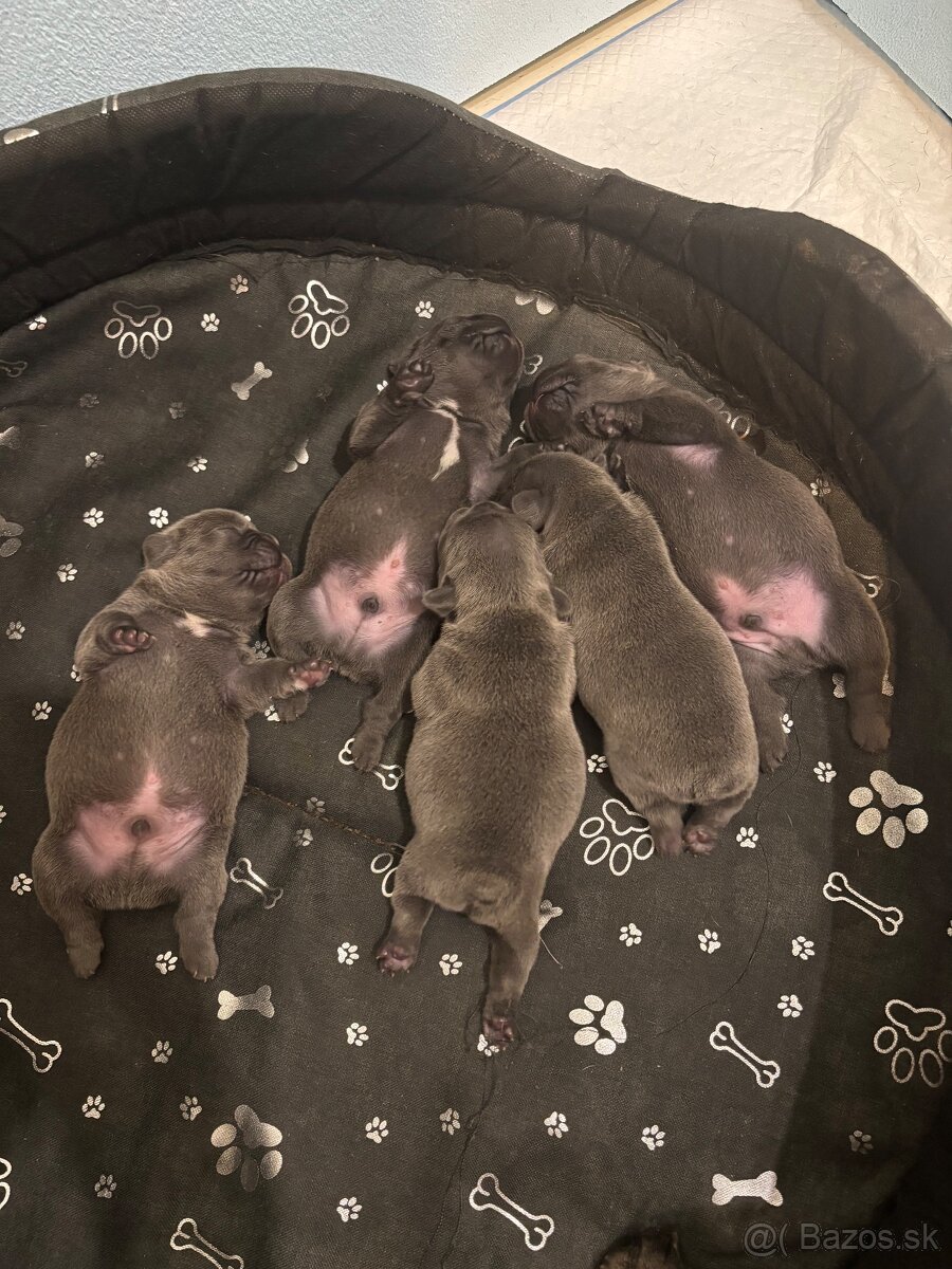 Francúzsky buldoček modré šteniatka - 6