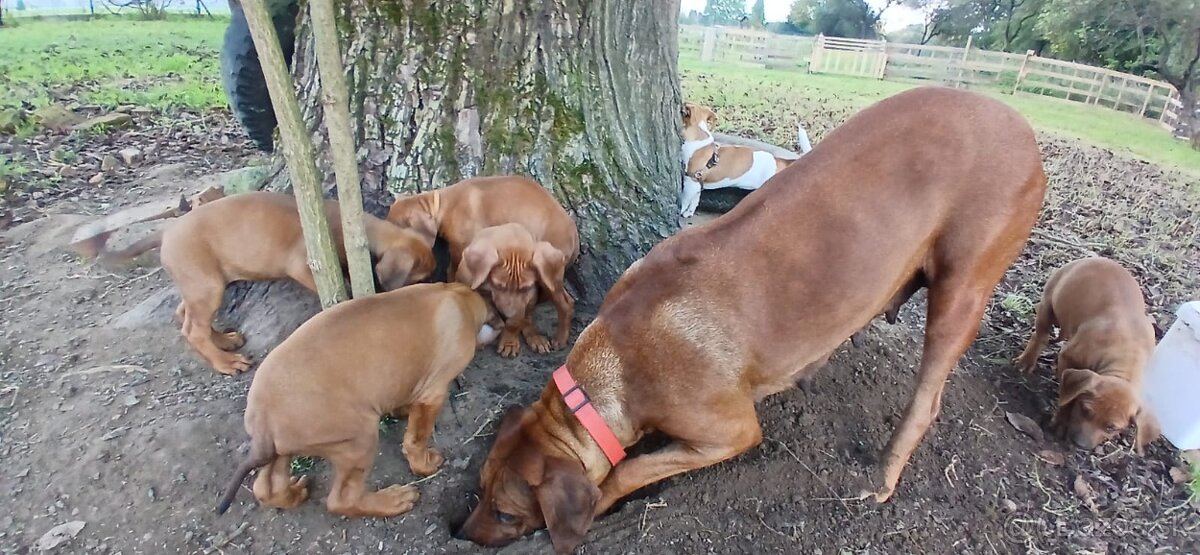 Rhodesian ridgeback - 6