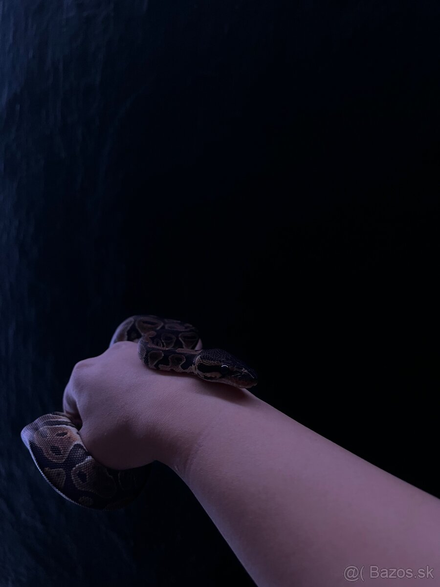 Predám terarium spolu s python regius - 6