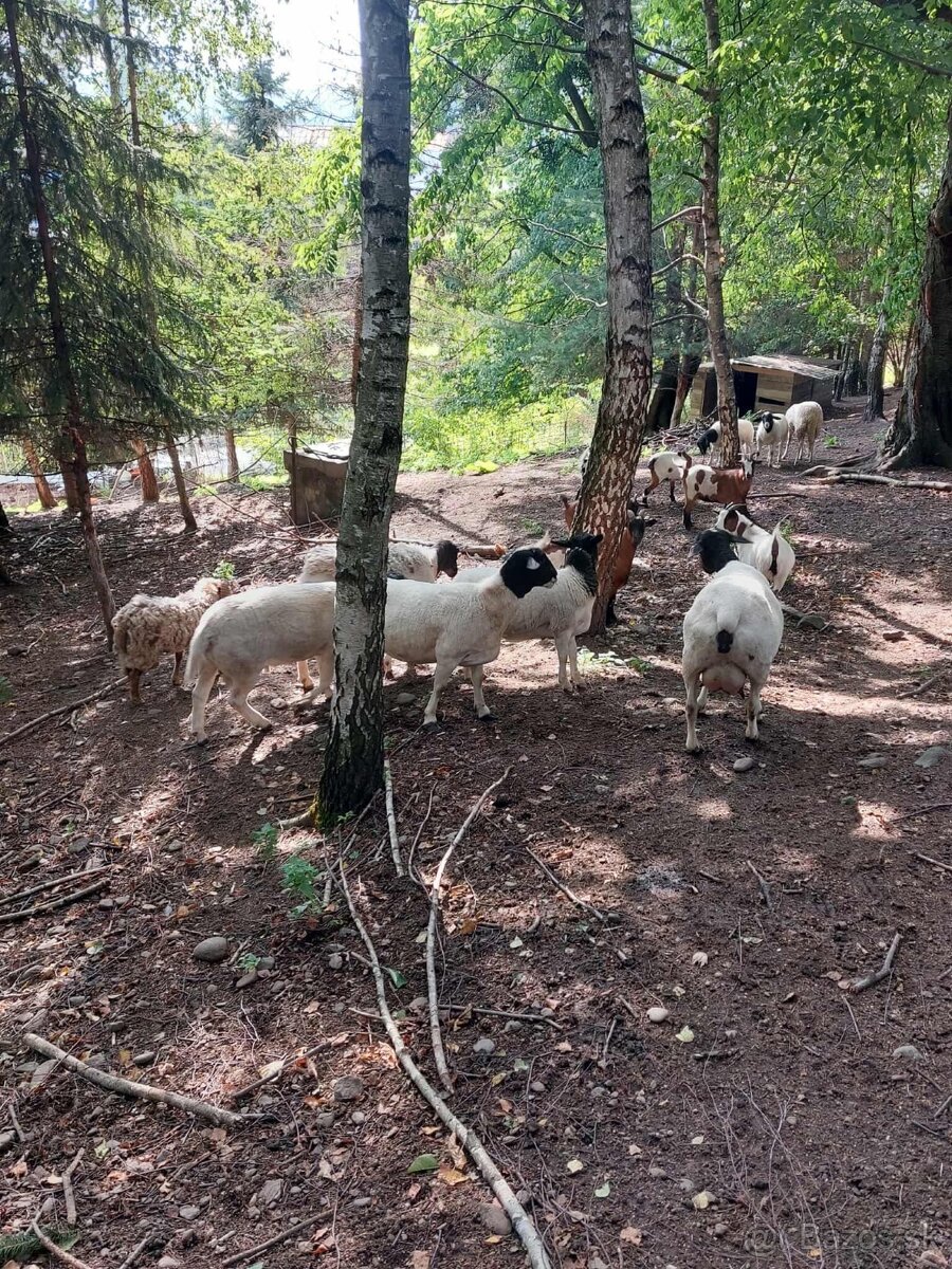 Holandska mini koza a baran Quessant - 6