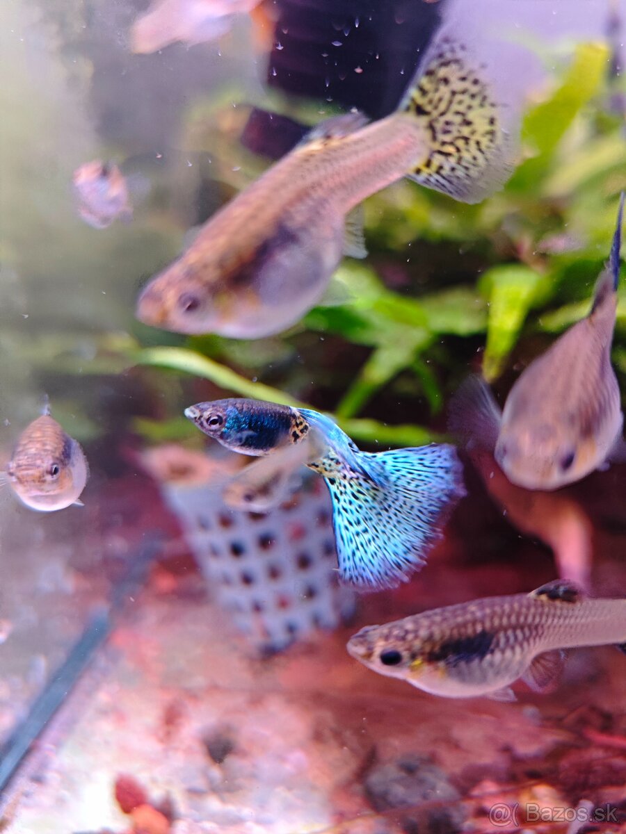 Metal body blue grass guppy, gupky, gubky - 6