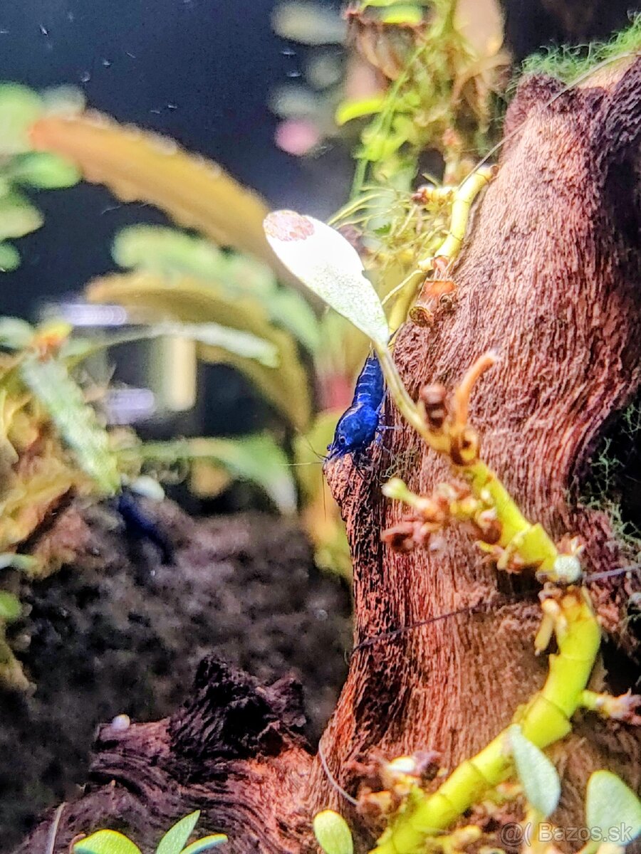 Predám krevetky Neocaridina Blue Diamond - 6