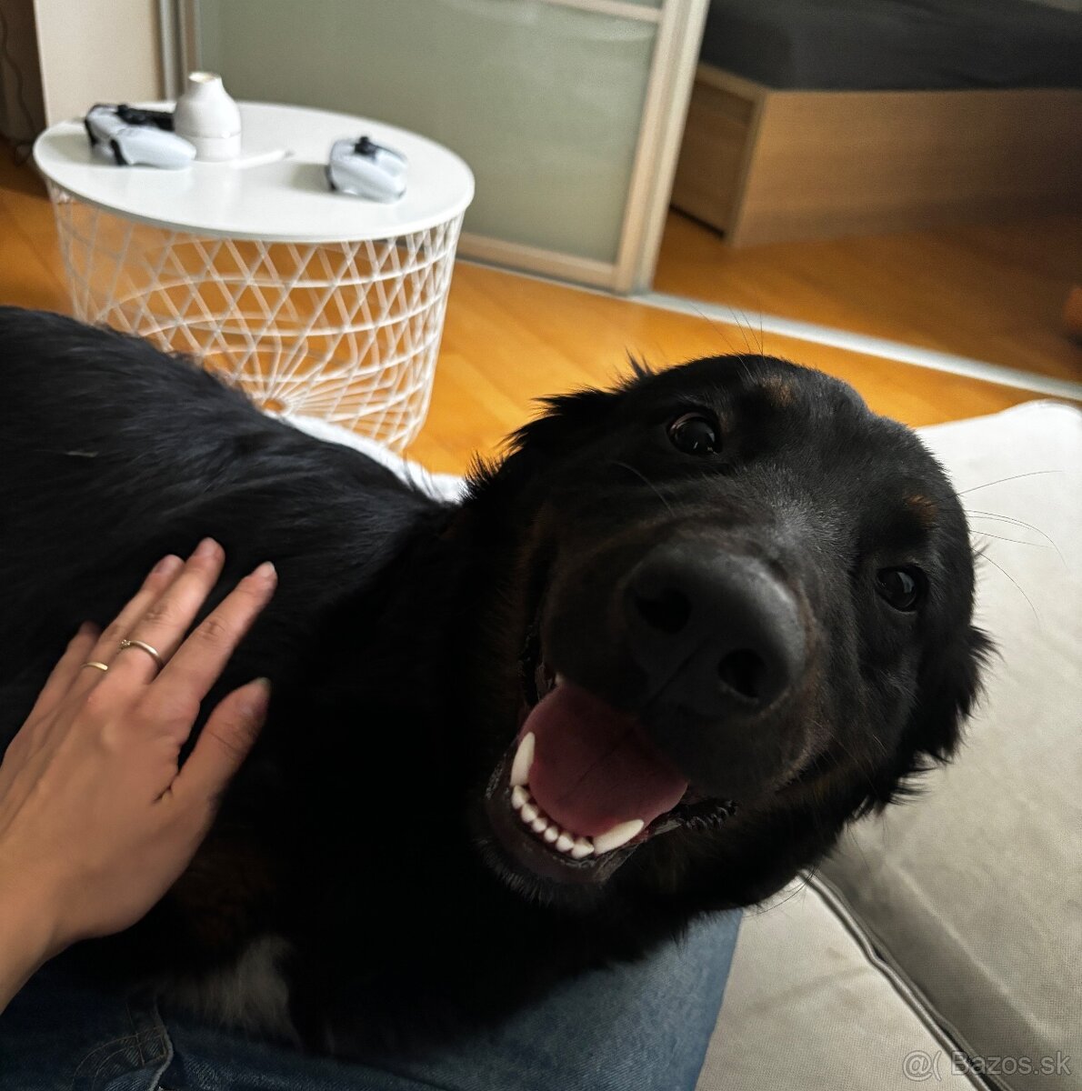 Psík na adopciu - 6