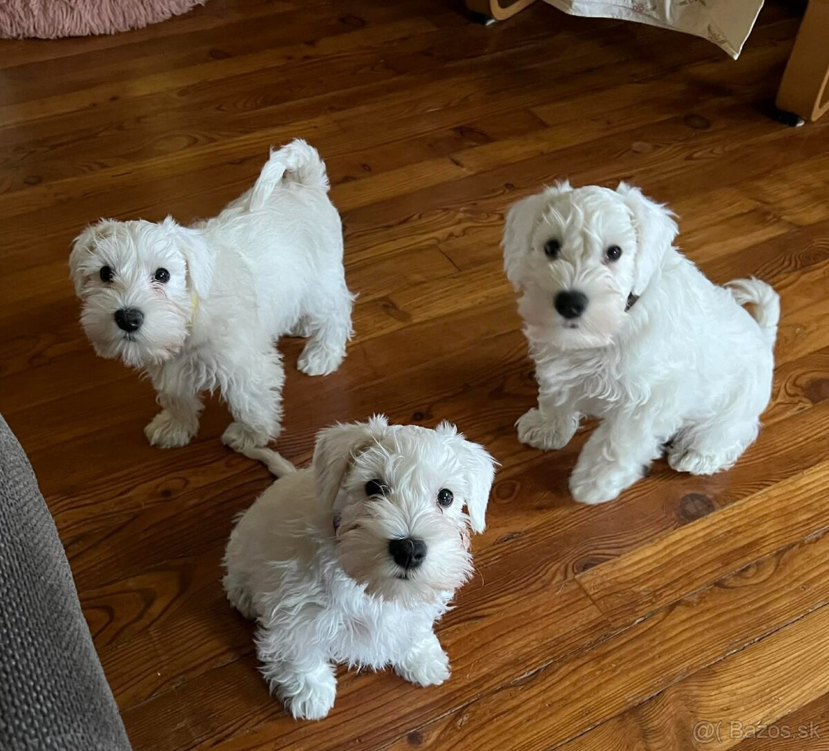 Biely malý bradáč s PP - 6