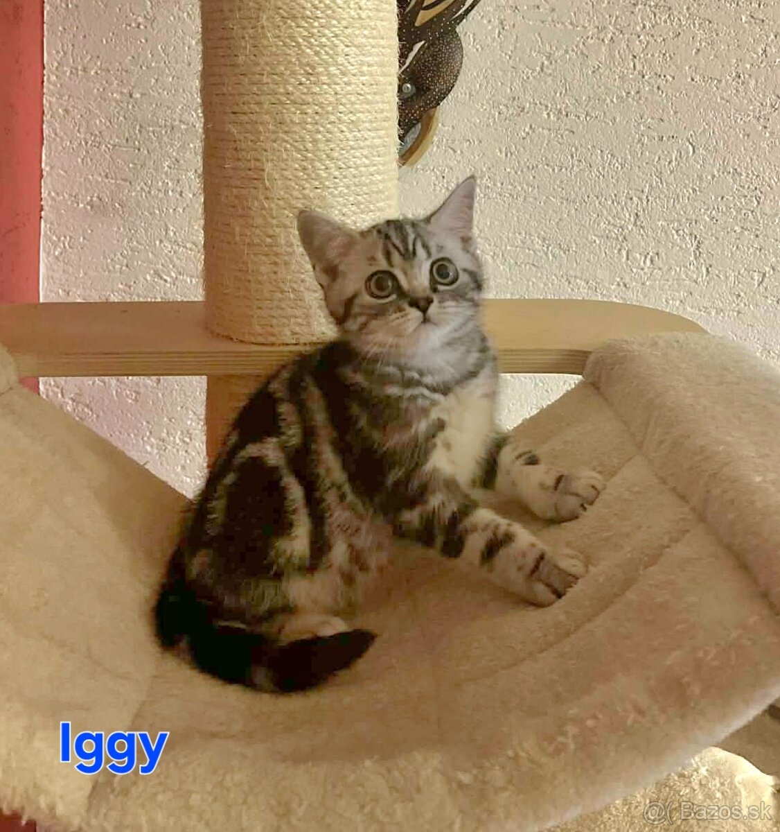 Britské whiskas mačiatka s PP - 6