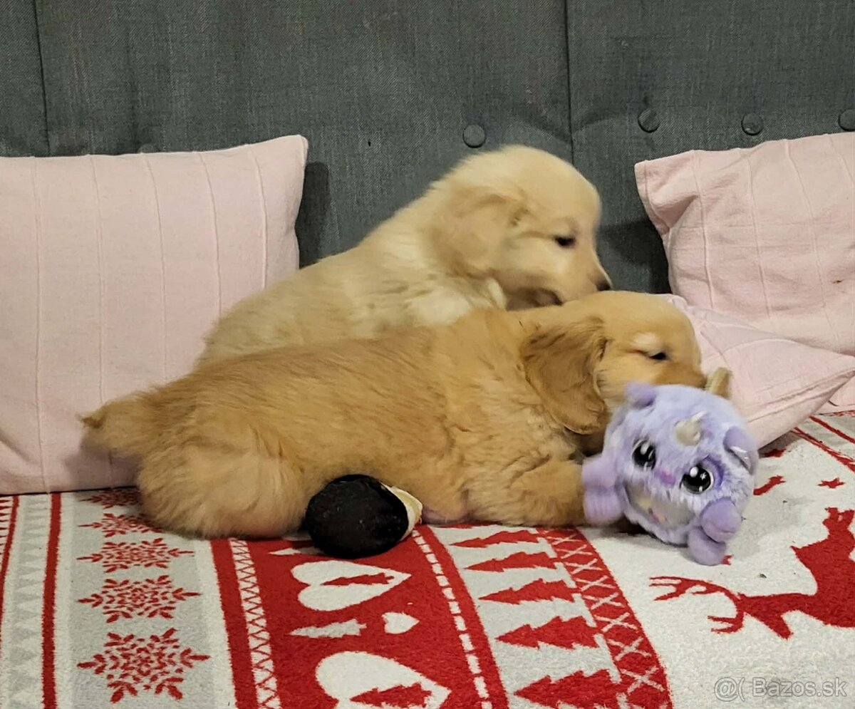 Šteniatka zlatý retriever - 6