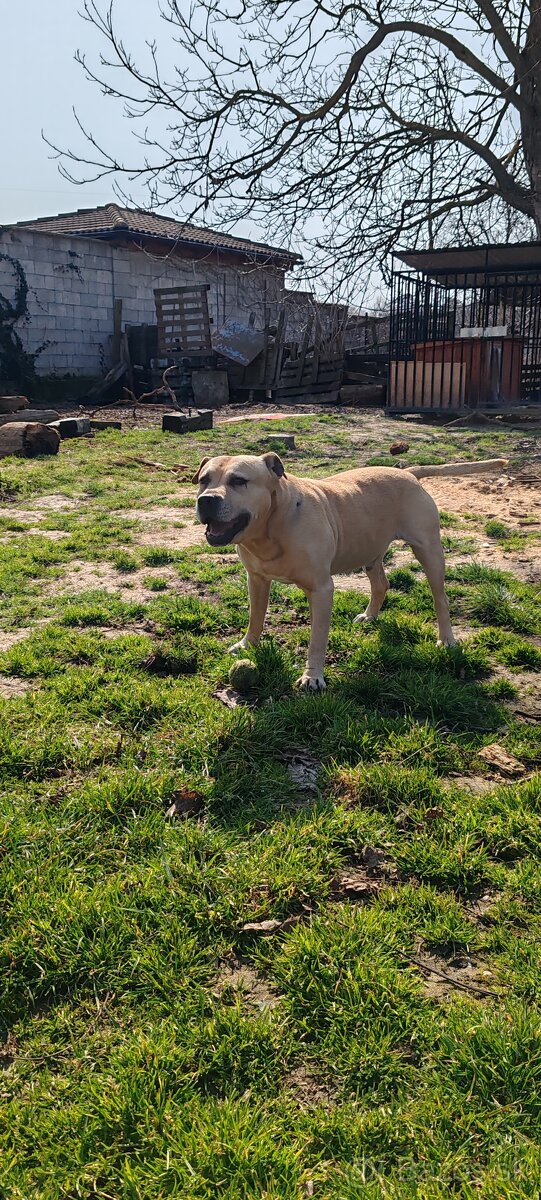 Ponúkam na krytie - 6