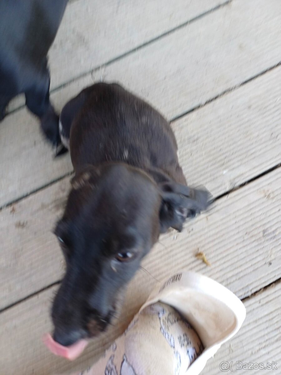 Šteniatka jazvečíka - 6