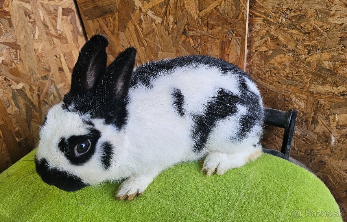 Zdrobnený strakáč čierny - 6