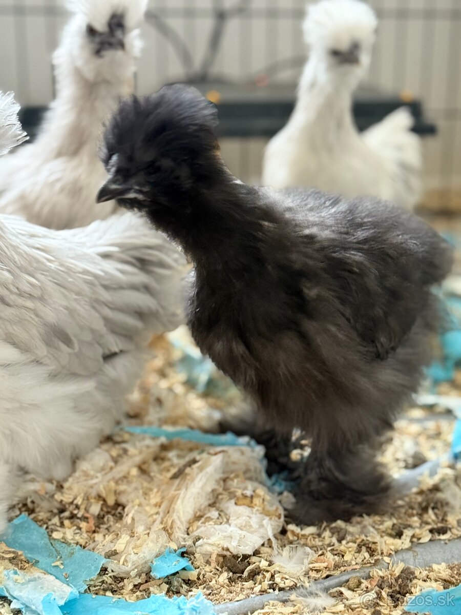 Predám hodvábničky USA - 6