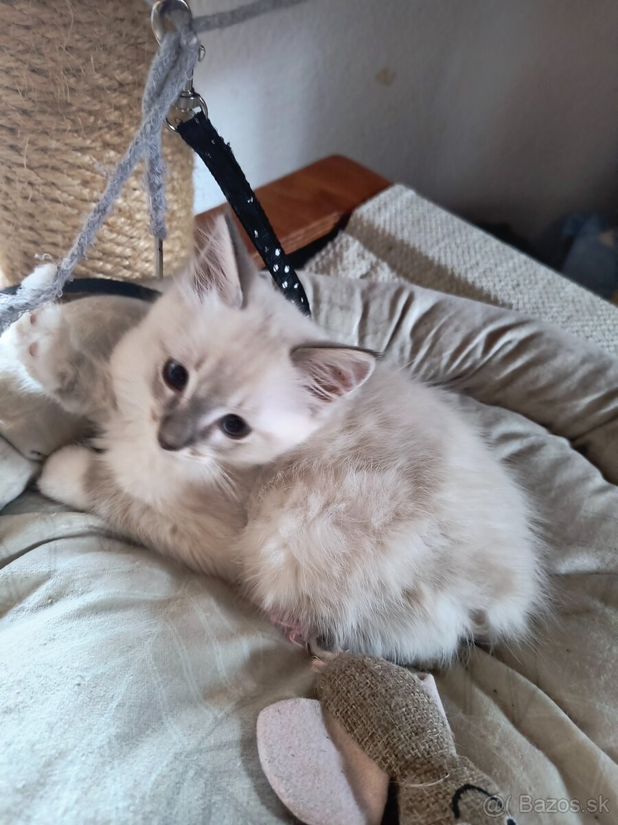 Ragdoll mačiatka - 6