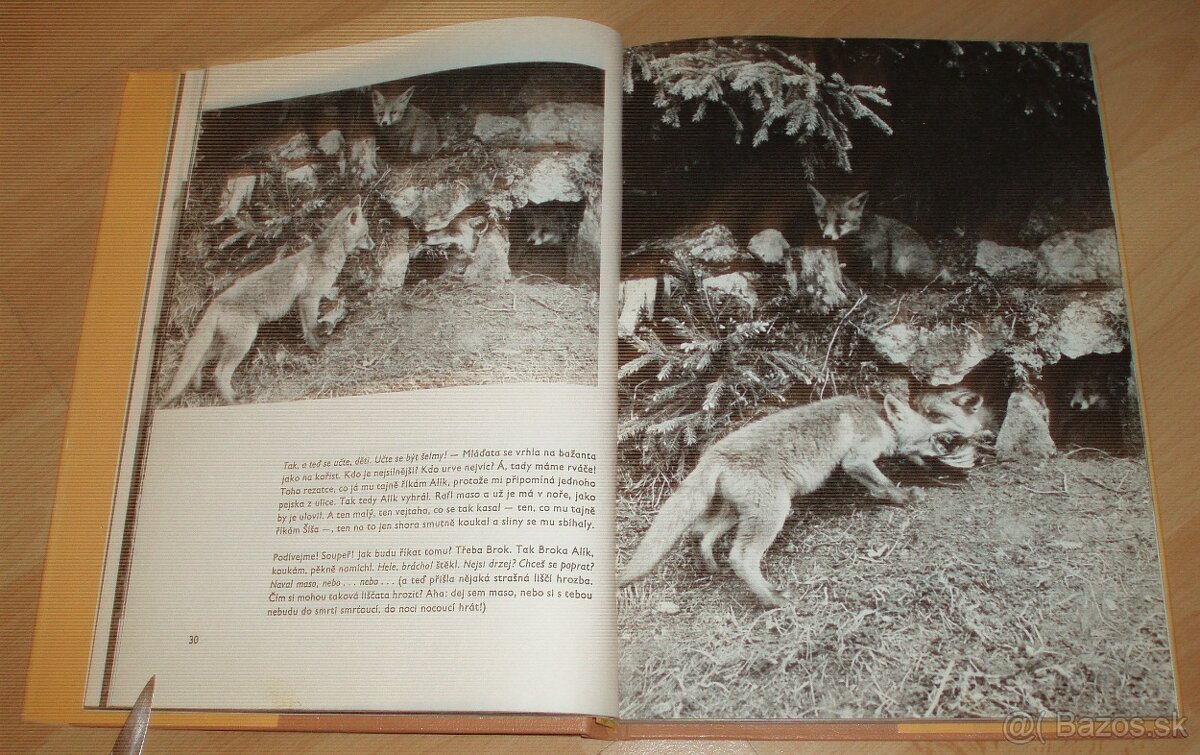 Povídání s liškou - 6