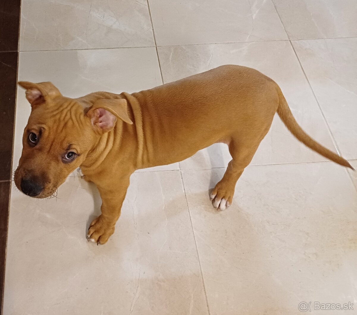 Americký stafordširský teriér - 6