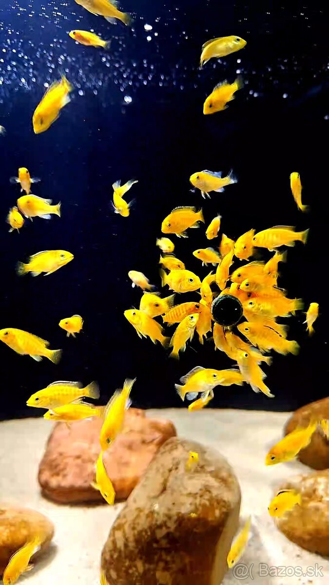 Africké cichlidy Malawi - 6