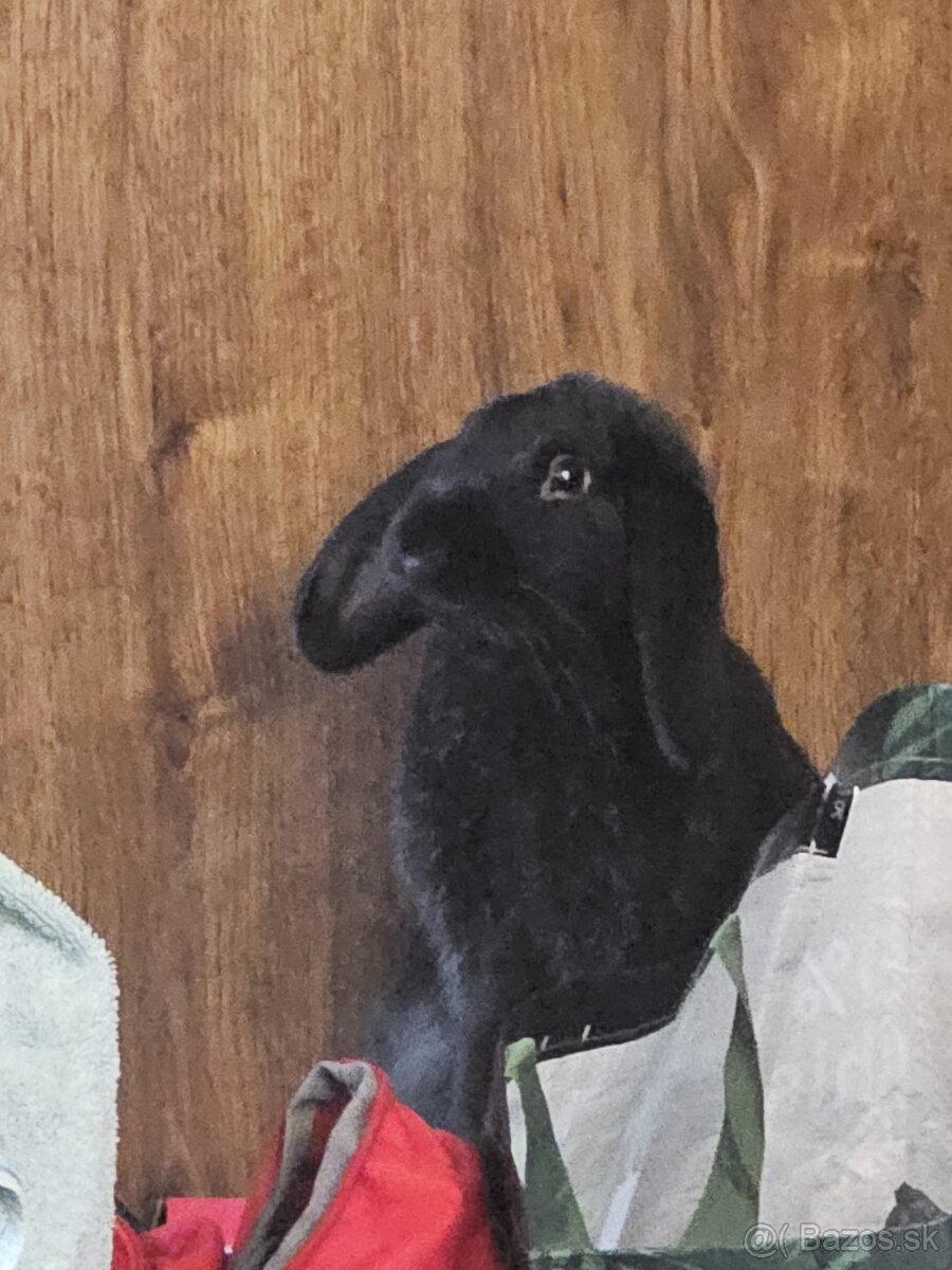 Ročný zajačik - 6