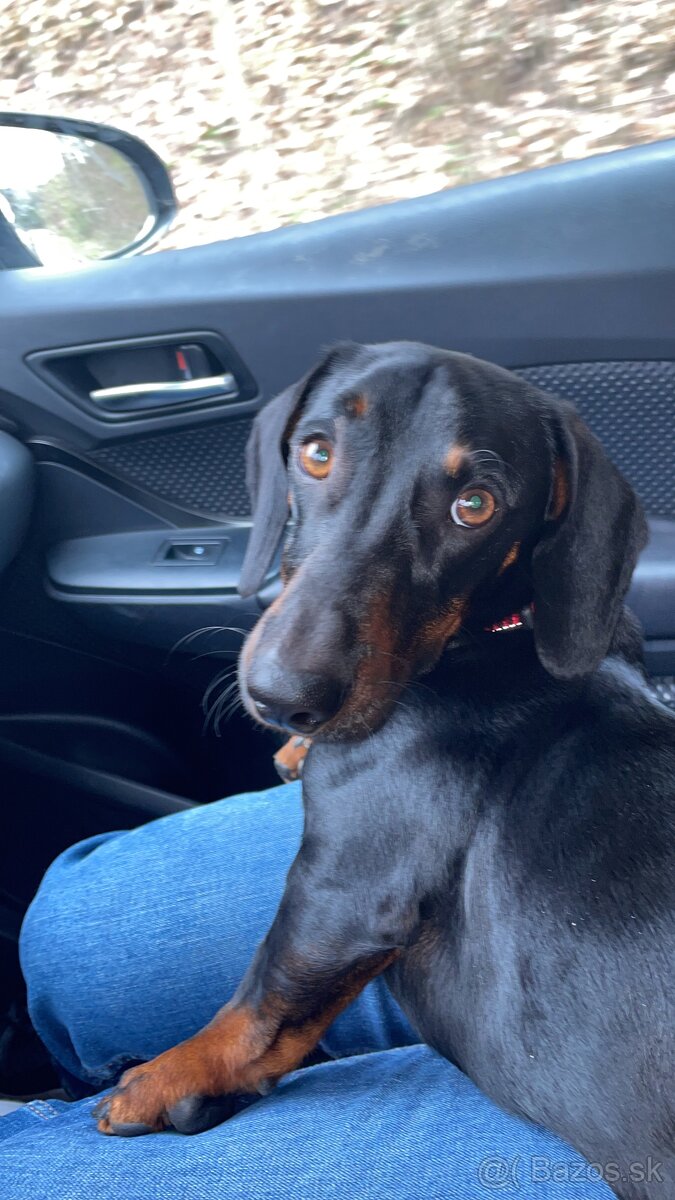 Ponúkame nádherného jazvečíka na krytie - 6