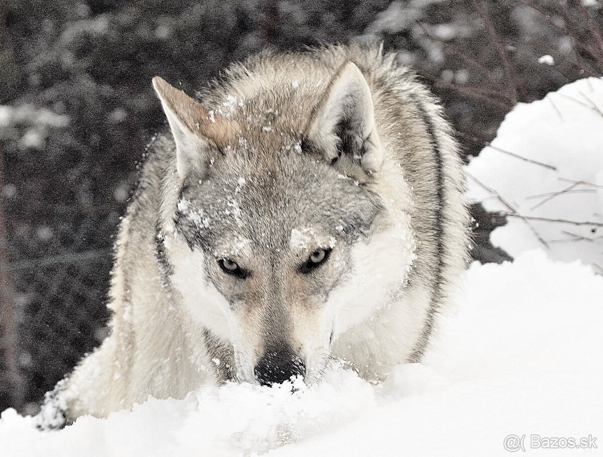 šteniatka československy vlčiak - 6
