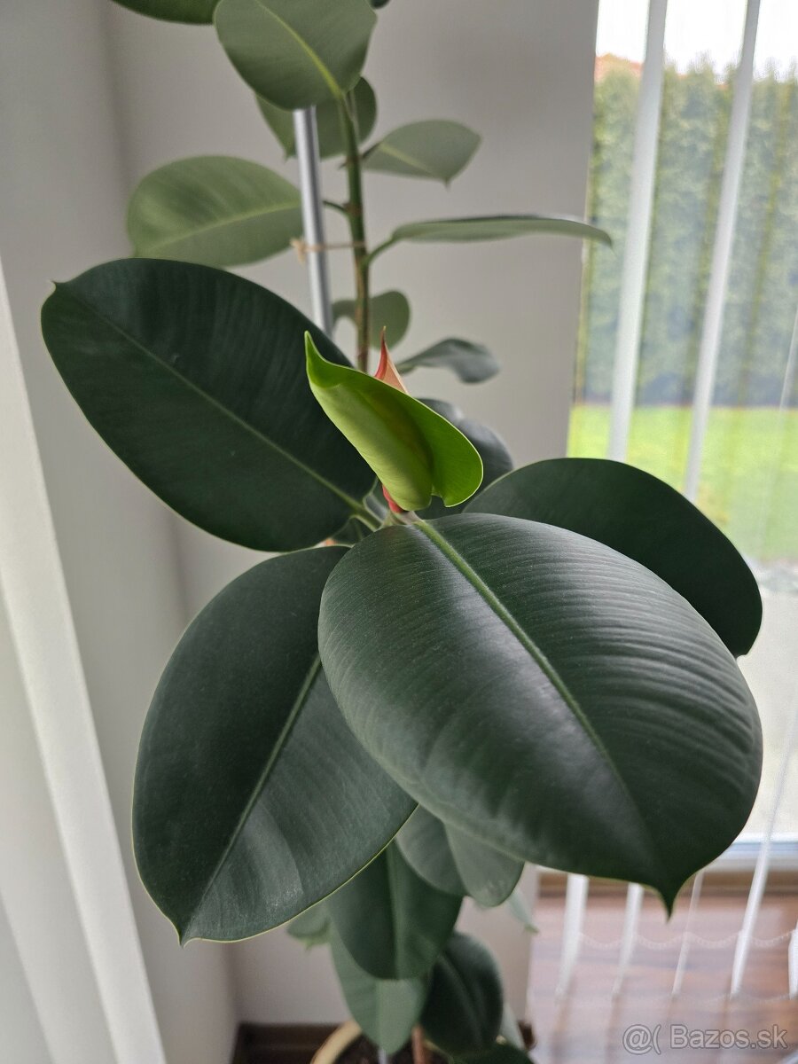 Ficus Elastica Robusta 188 cm - 6