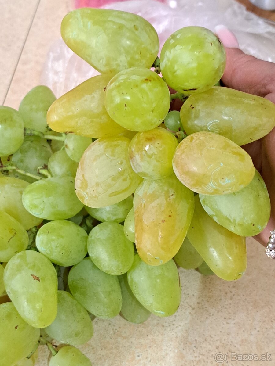 Sadenice viniča - 6