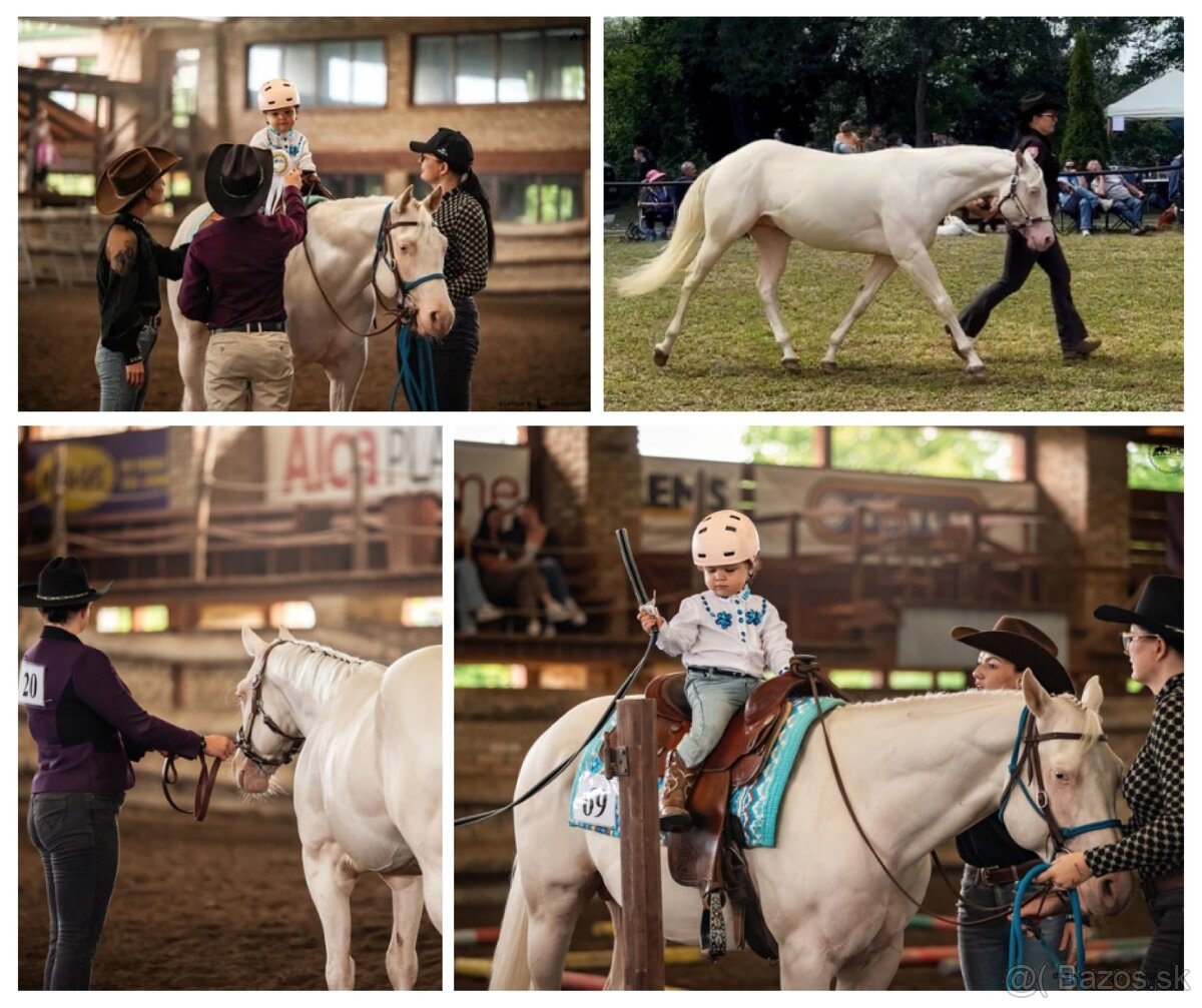 Pripúšťanie cremello Quarter Horse žrebcom - EARLY BOOKING - 6