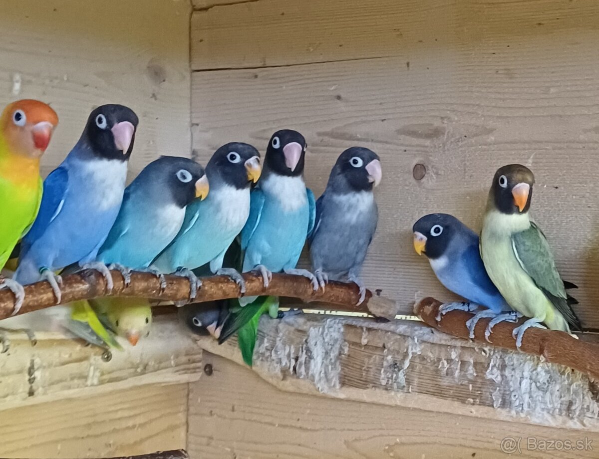 Prodám agapornise. - 6