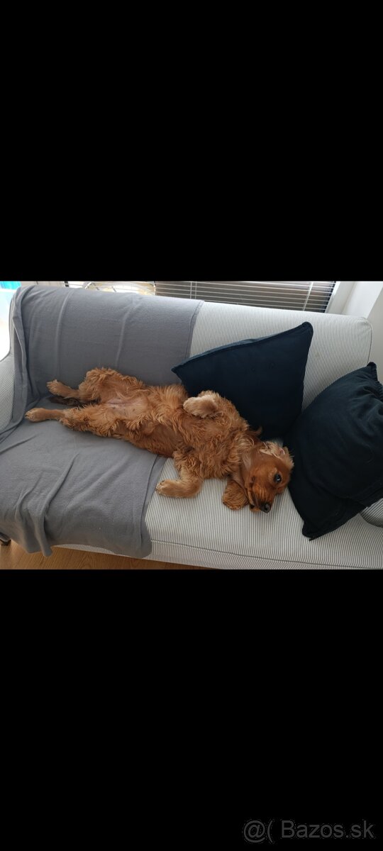 Darujem fenku angkicky kokerspaniel - 6