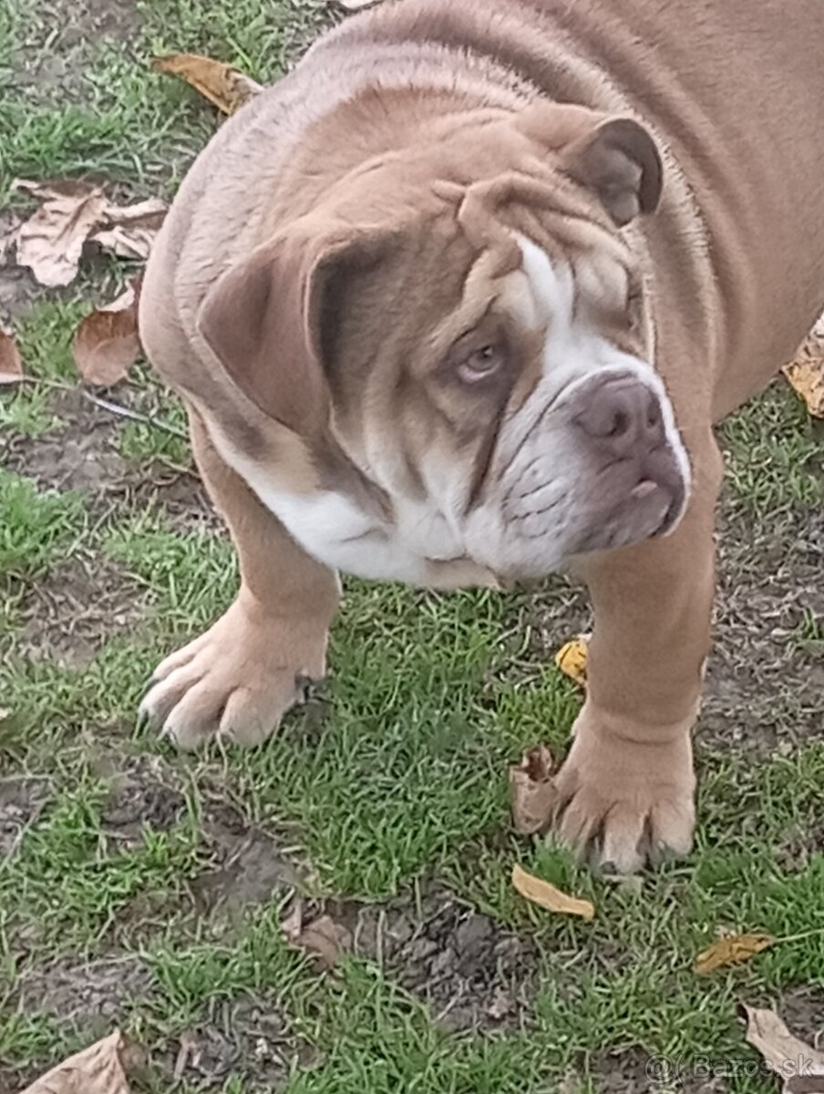 Anglicky buldog - 6
