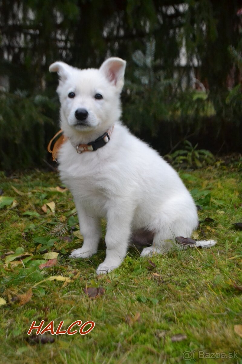 Biely švajčiarsky ovčiak , s PP - 6