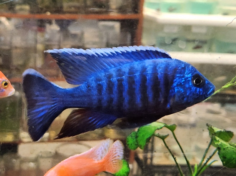Placidochromis ,protomelas,aulonocara - 6