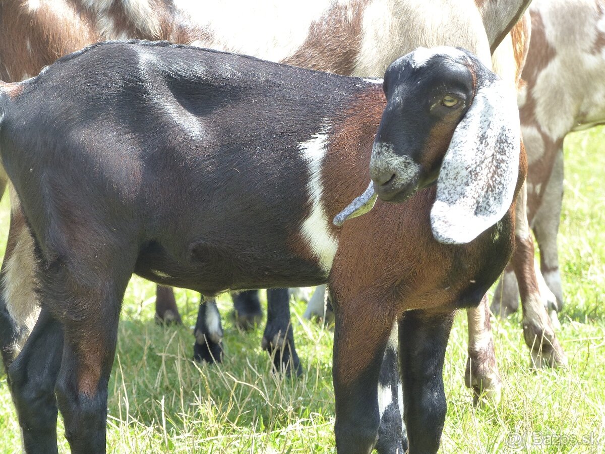 100 % anglonubijská kozička - 6