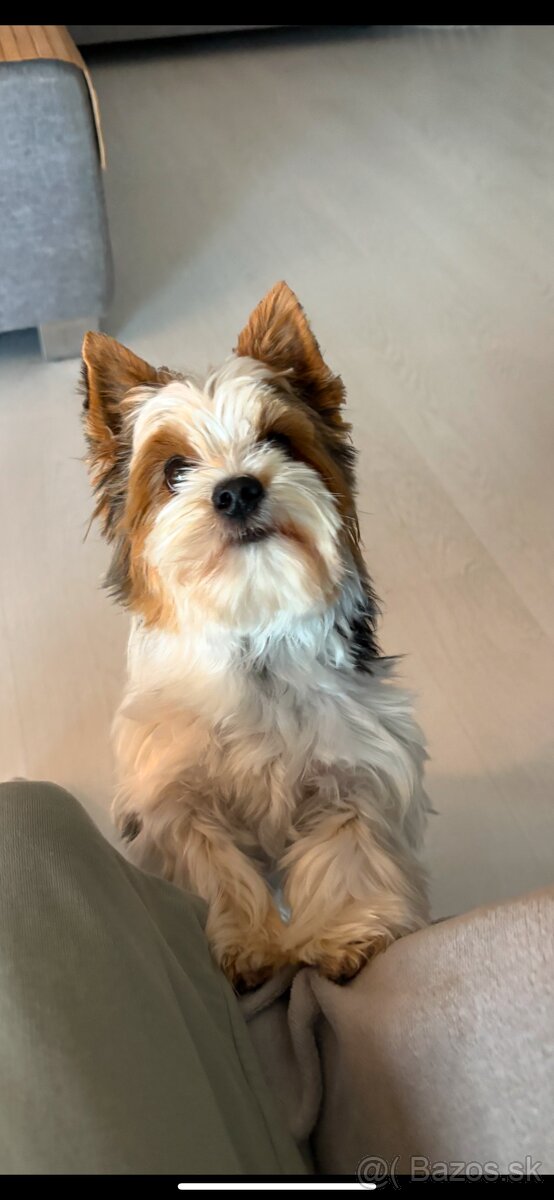 Biewer s PP krytie - 6