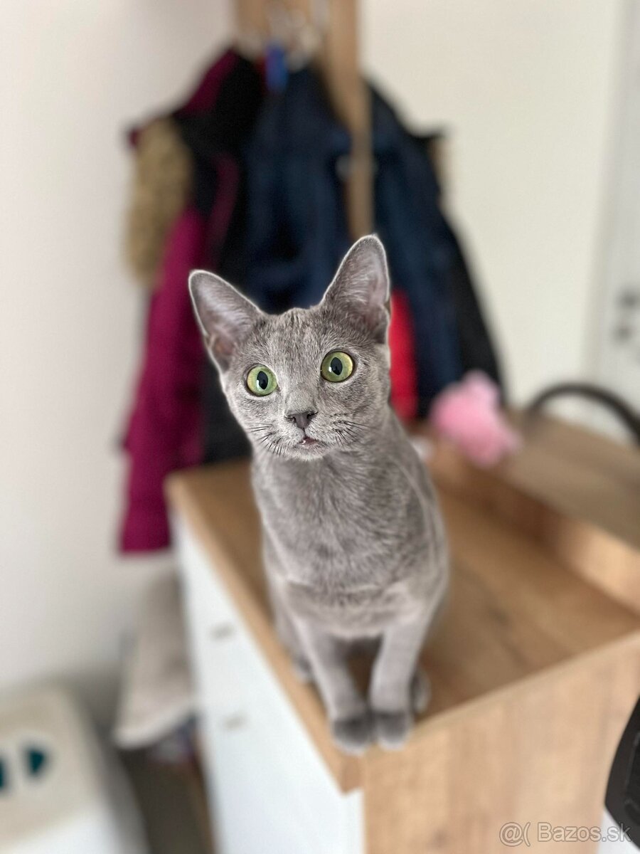 Ruská modrá mačka - 6