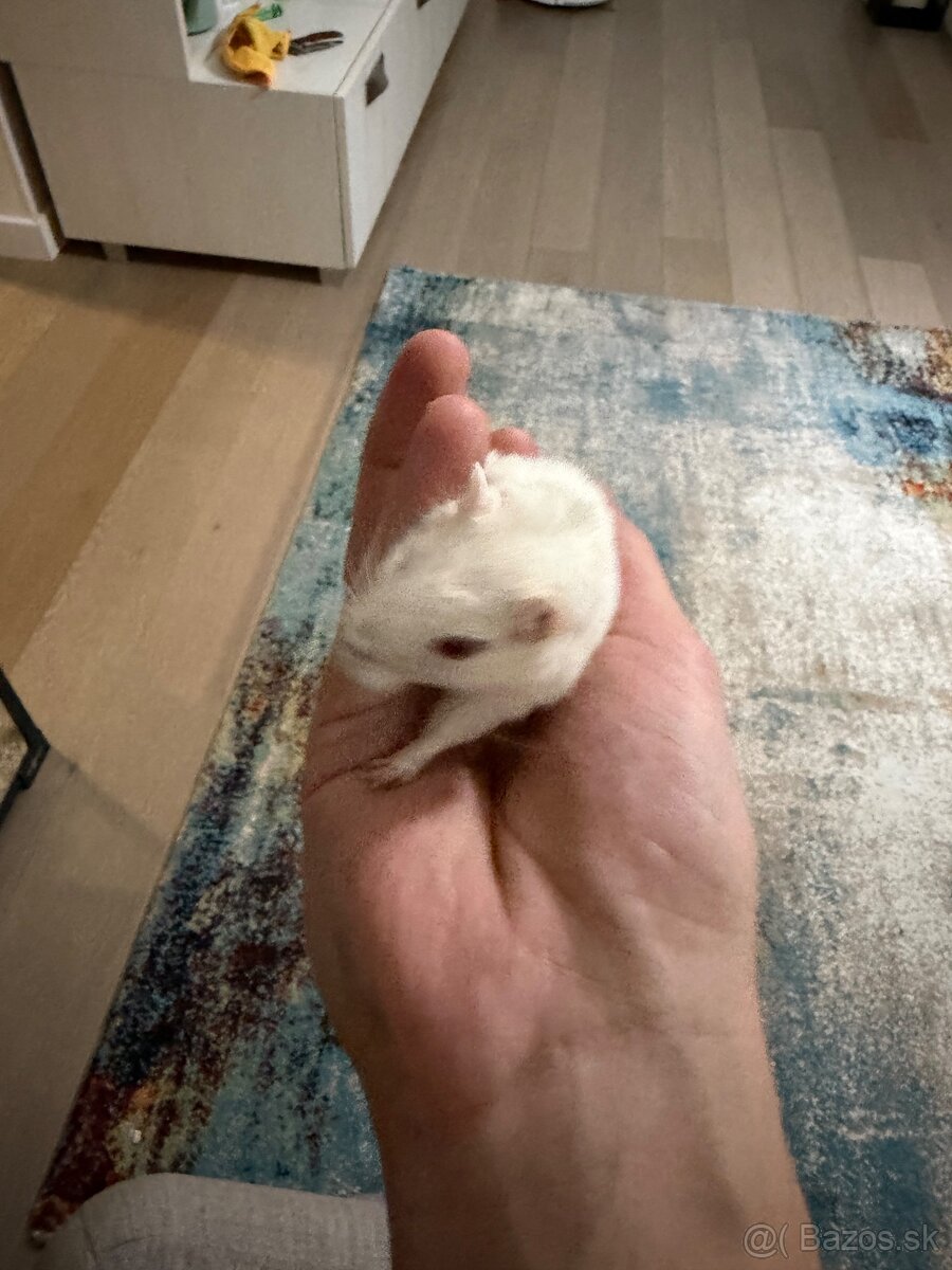 Darujeme pieskomila - 6