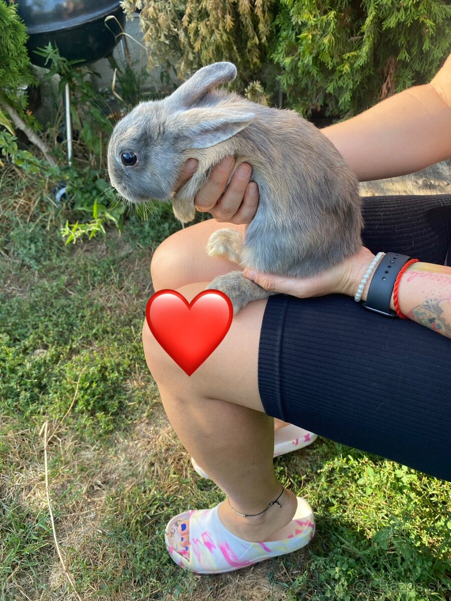 Pet zajacikovia - 6