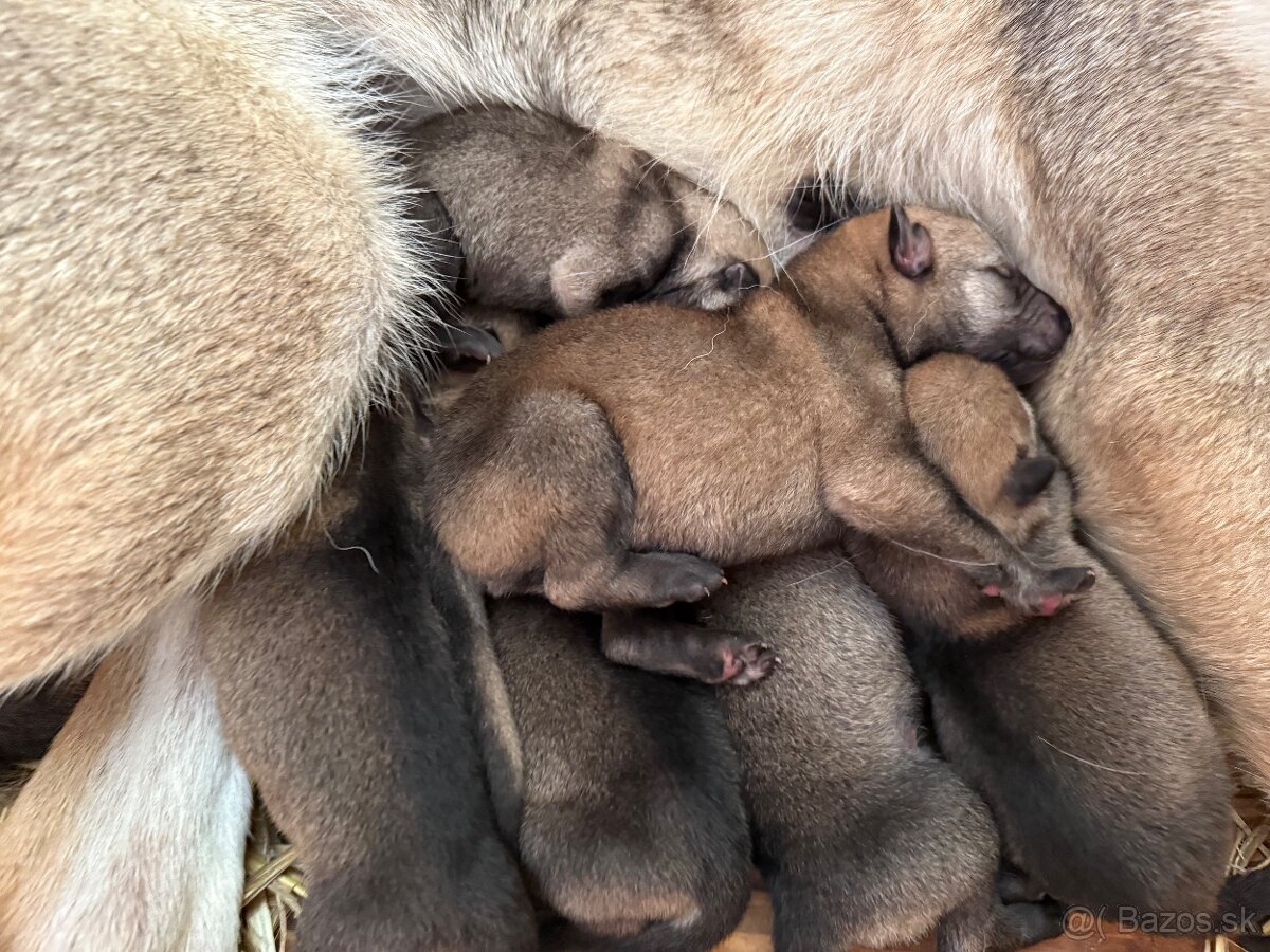 československý vlčiak s PP (FCI) - 6