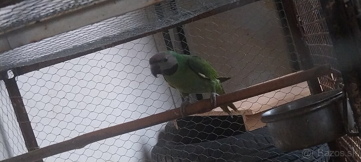 Alexander fúzatý ružovoprsí - 6