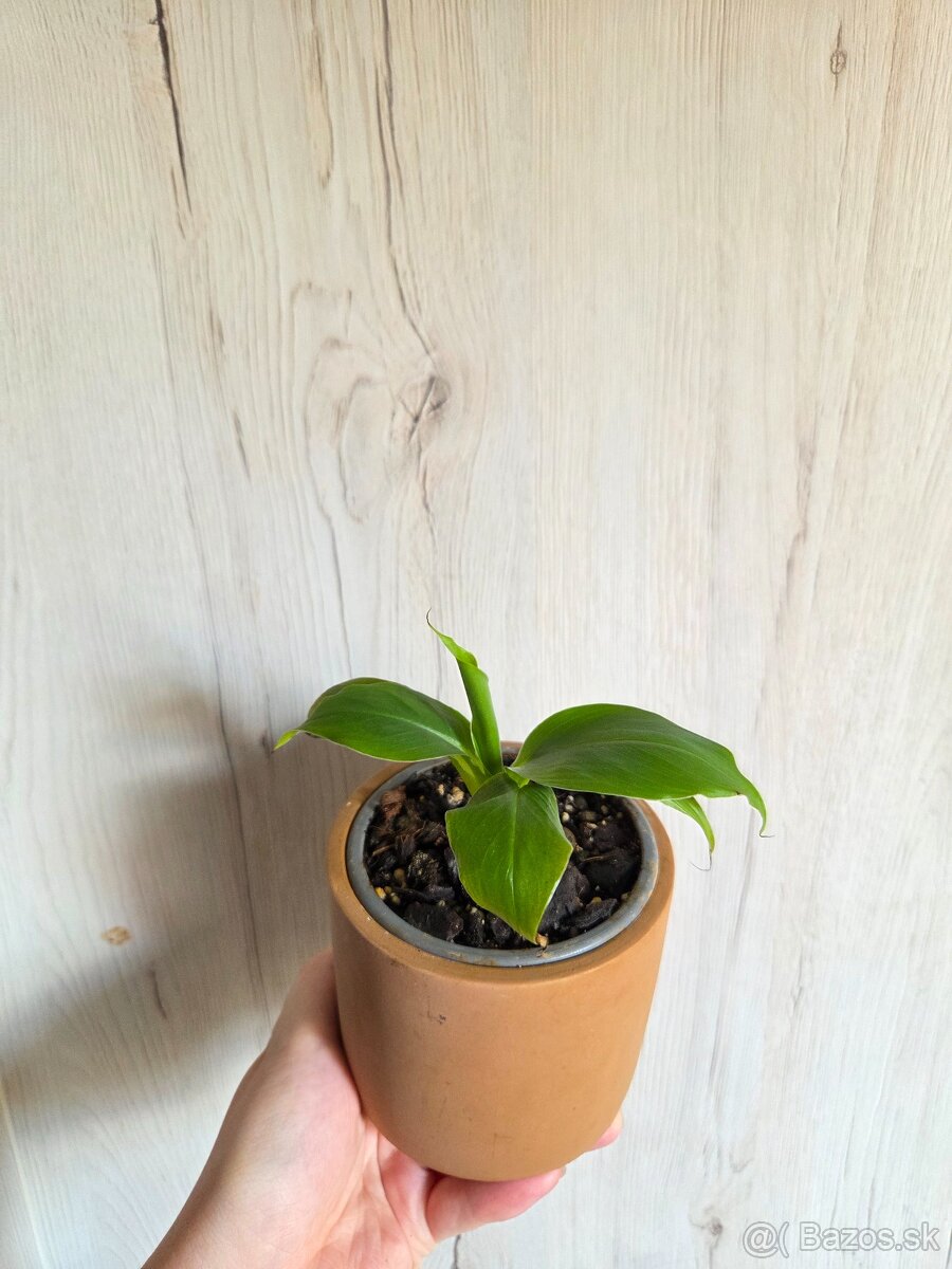 Rôzne izbové rastlinky - 6