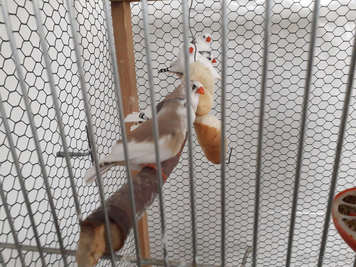 predám andulky a zebričky - 6