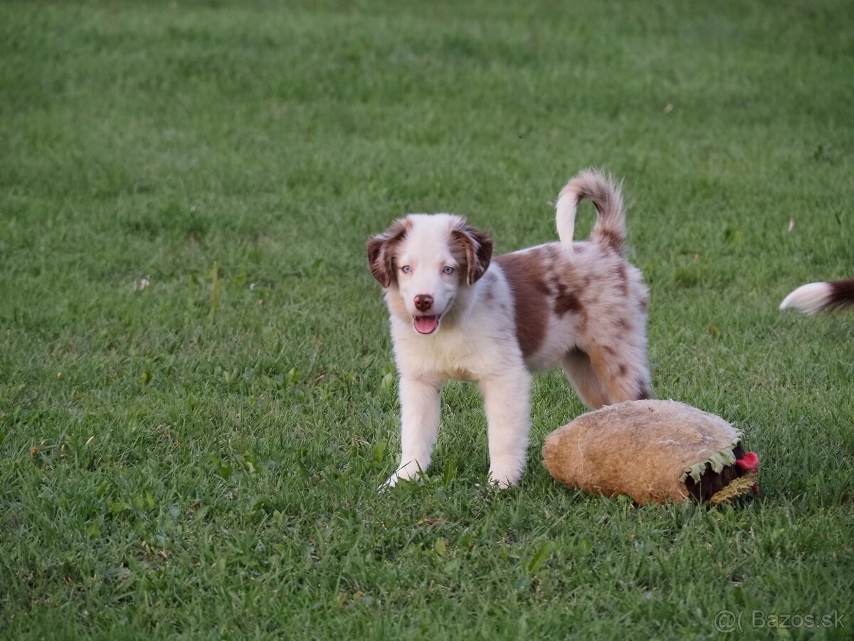 Miniatúrny americký ovčiak s PP- s rodokmeňom - 6