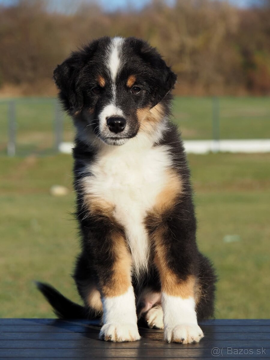 Miniatúrny americký ovčiak s PP- s rodokmeňom - 6
