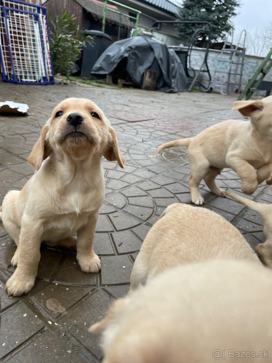 Labrador-retriver - 6