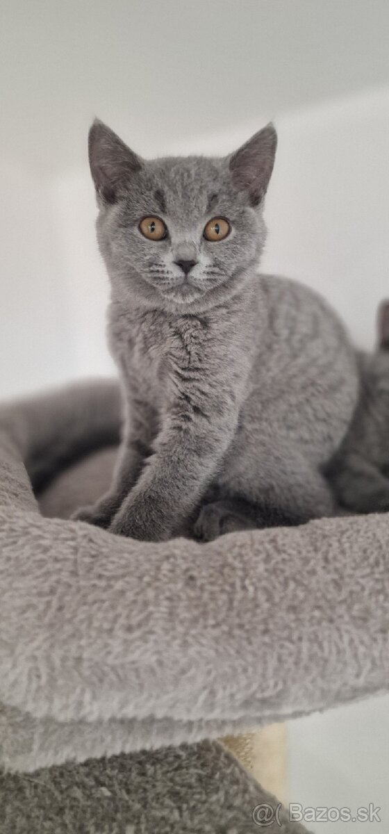 Britská mačiatka - 6