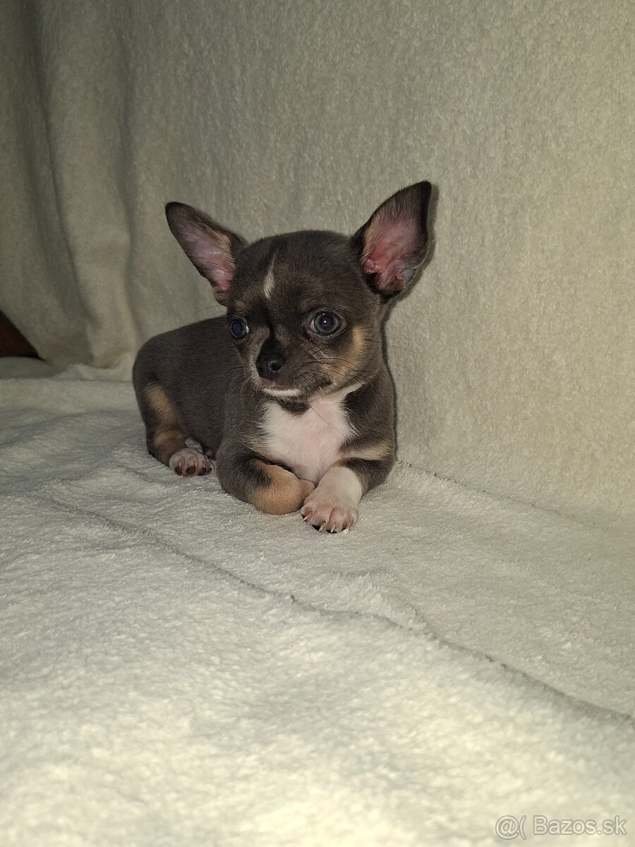 Čivavka krátkosrstá - 6