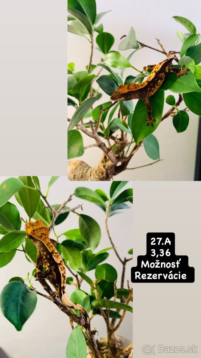 Pagekon riasnaty - 6