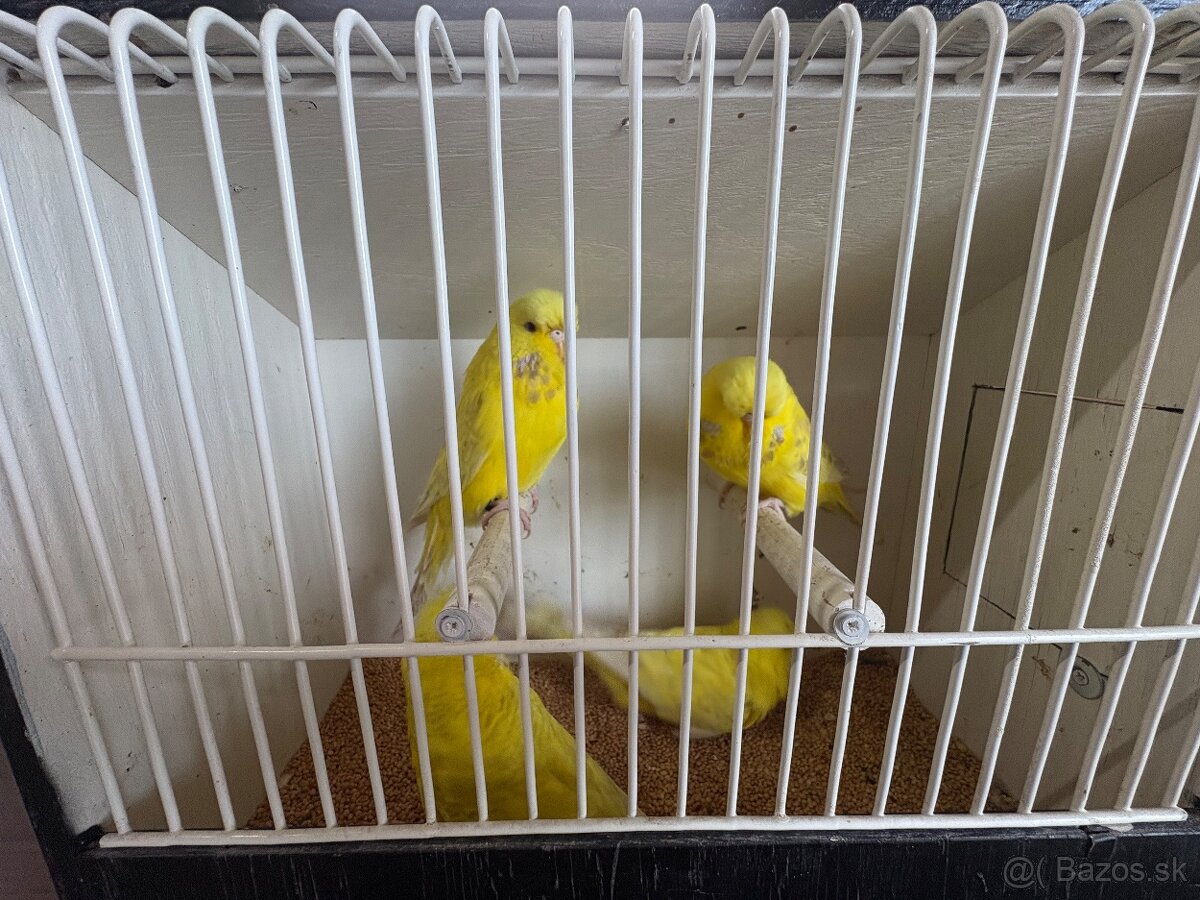 Výstavné andulky - 6